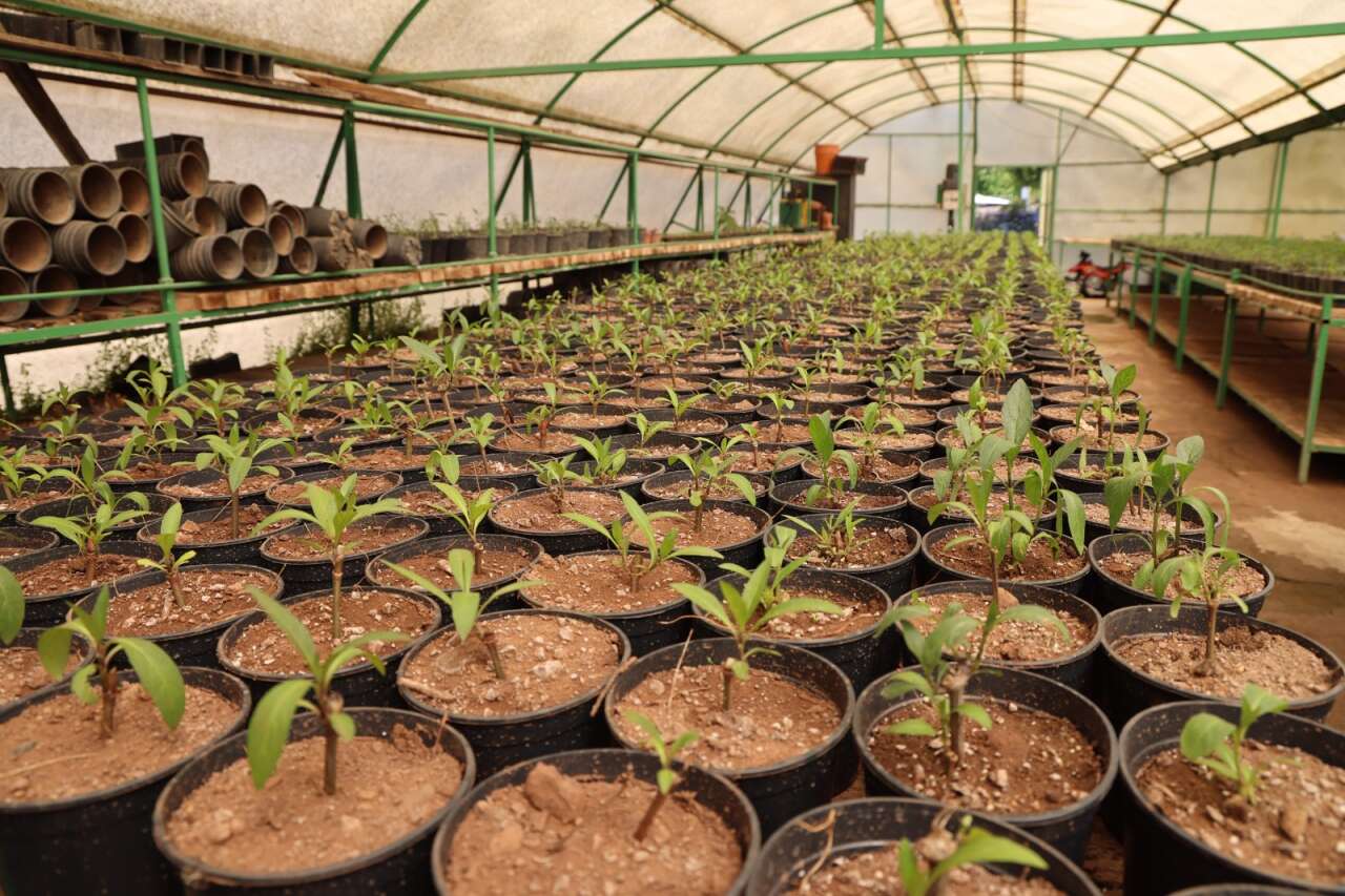 Marmaris Belediyesi Seralarıyla Milyonluk Tasarruf Sağladı 4